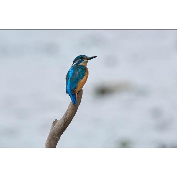 Довгофокусний об'єктив Sony SEL200600G 200-600 mm f/5.6-6.3 G OSS 014496 фото