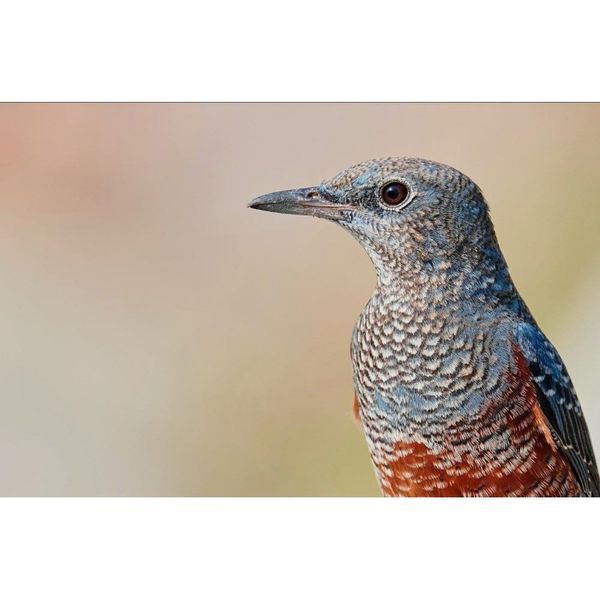 Довгофокусний об'єктив Sony SEL200600G 200-600 mm f/5.6-6.3 G OSS 014496 фото