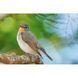 Довгофокусний об'єктив Sony SEL200600G 200-600 mm f/5.6-6.3 G OSS 014496 фото 3