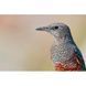 Довгофокусний об'єктив Sony SEL200600G 200-600 mm f/5.6-6.3 G OSS 014496 фото 6