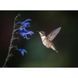 Довгофокусний об'єктив Sony SEL200600G 200-600 mm f/5.6-6.3 G OSS 014496 фото 4